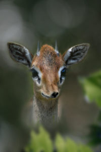 Dik-dik small antelope, head, front view Dik-dik small antelope, head, front view